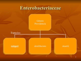 Enterobacteriaceae Especies: Género Providencia rettgeri alcalifaciens stuartii 