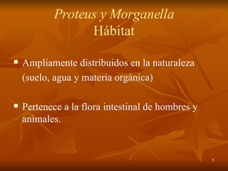 Proteus y Morganella Hábitat Ampliamente distribuidos en la naturaleza (suelo, agua y materia orgánica) Pertenece a la flora intestinal de hombres y animales. 