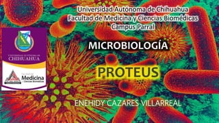 PROTEUS
ENEHIDY CAZARES VILLARREAL
Universidad Autónoma de Chihuahua
Facultad de Medicina y Ciencias Biomédicas
Campus Parral
MICROBIOLOGÍA
 