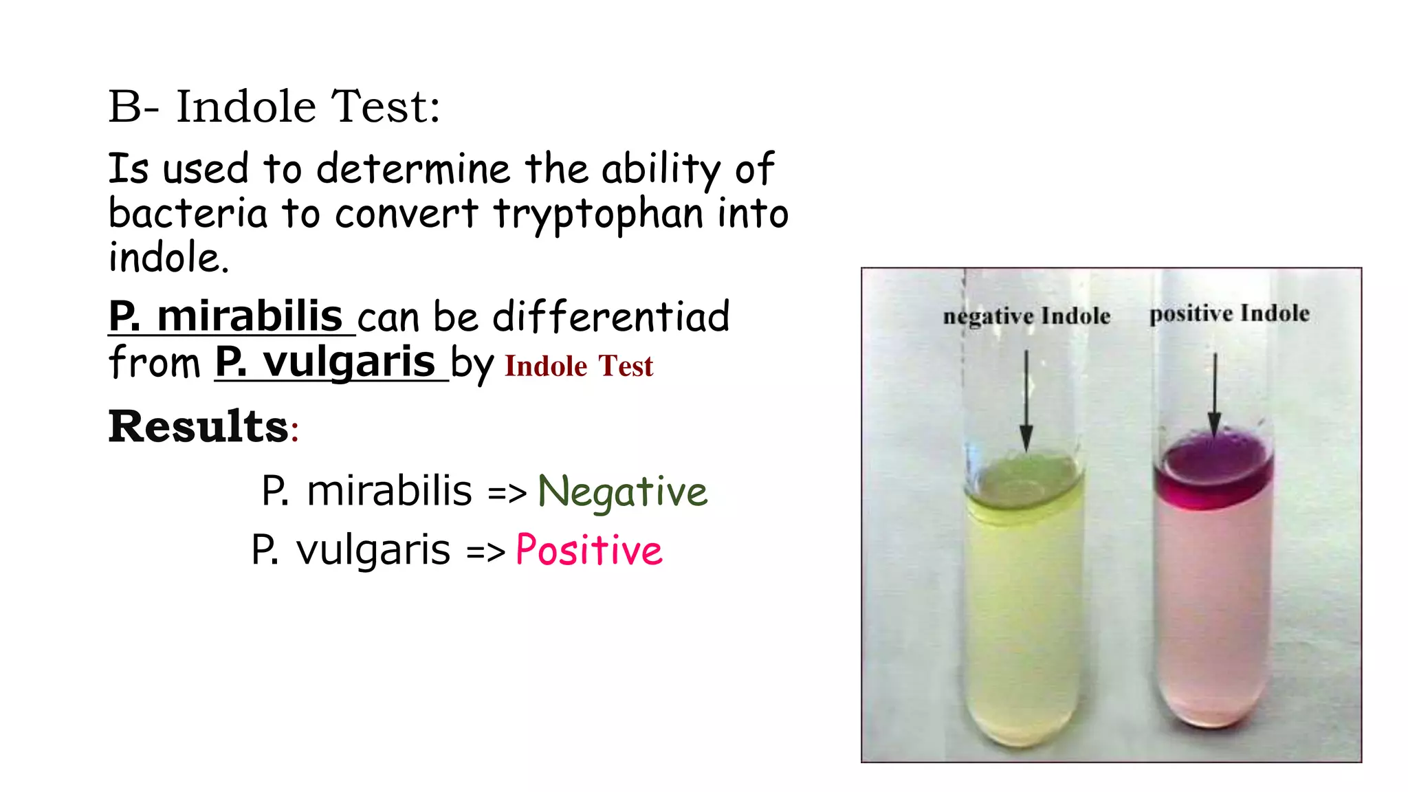 B- Indole Test:
Is used to determine the ability of
bacteria to convert tryptophan into
indole.
P. mirabilis can be differentiad
from P. vulgaris by Indole Test
Results:
P. mirabilis => Negative
P. vulgaris => Positive
 