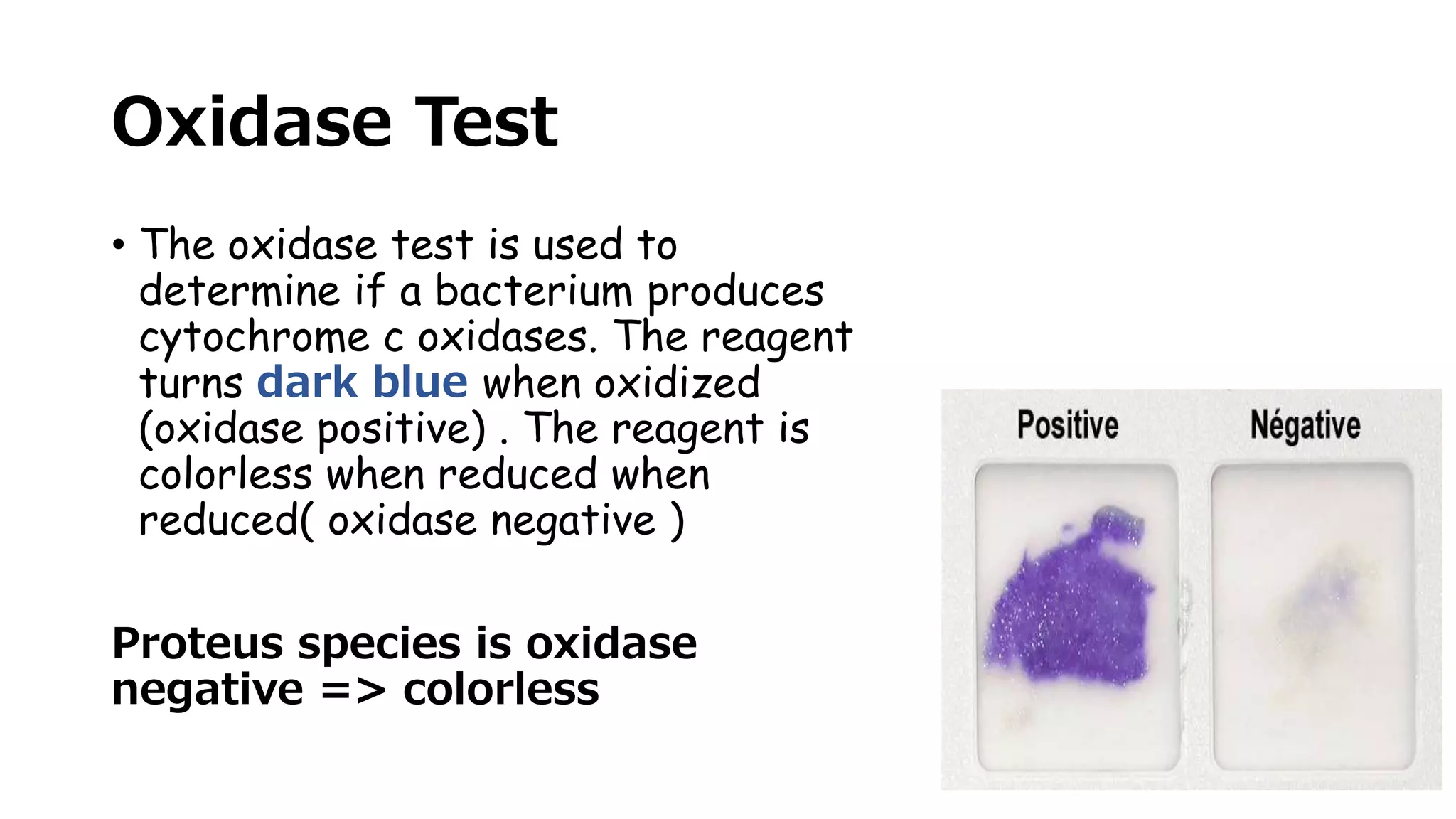 Oxidase Test
• The oxidase test is used to
determine if a bacterium produces
cytochrome c oxidases. The reagent
turns dark blue when oxidized
(oxidase positive) . The reagent is
colorless when reduced when
reduced( oxidase negative )
Proteus species is oxidase
negative => colorless
 