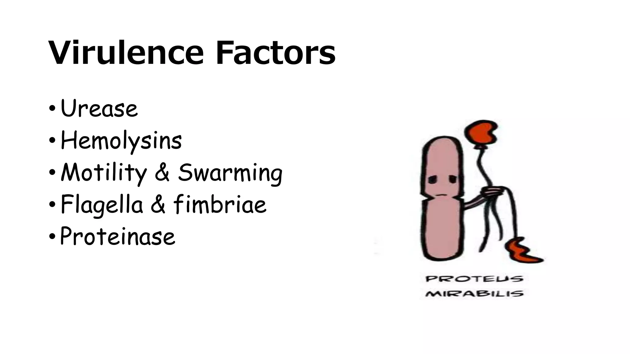 Virulence Factors
• Urease
• Hemolysins
• Motility & Swarming
• Flagella & fimbriae
• Proteinase
 