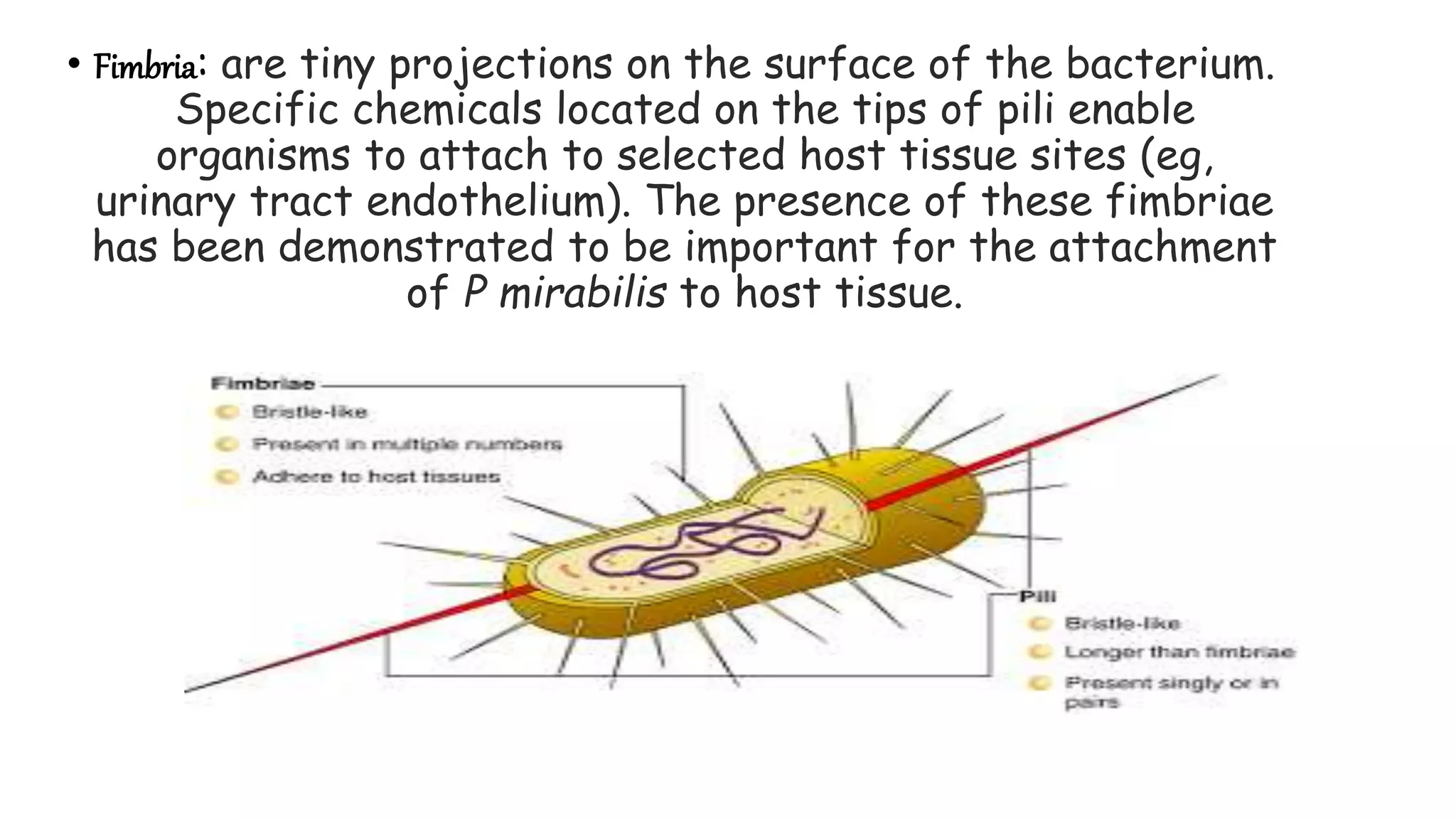 • Fimbria: are tiny projections on the surface of the bacterium.
Specific chemicals located on the tips of pili enable
organisms to attach to selected host tissue sites (eg,
urinary tract endothelium). The presence of these fimbriae
has been demonstrated to be important for the attachment
of P mirabilis to host tissue.
 