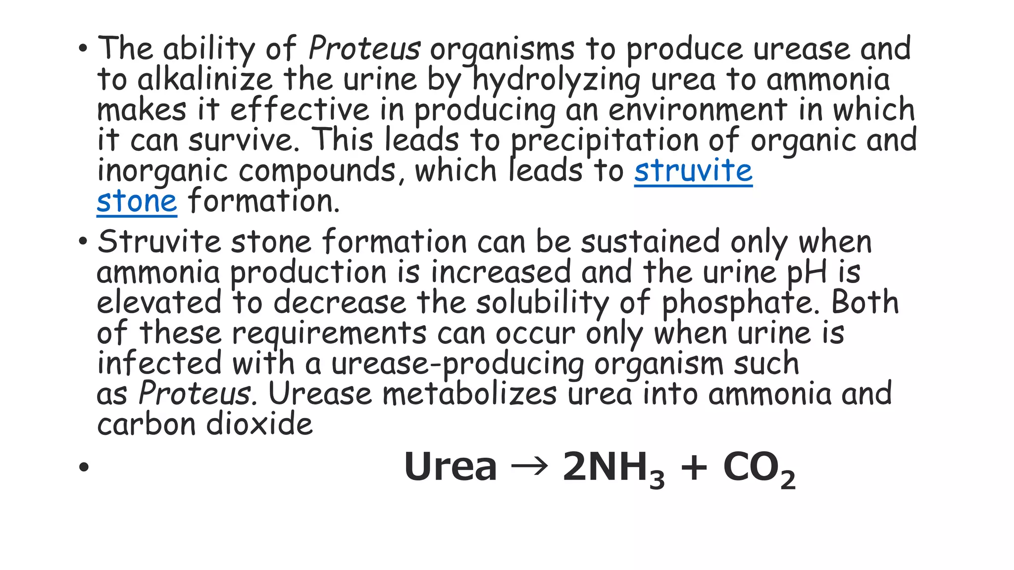 • The ability of Proteus organisms to produce urease and
to alkalinize the urine by hydrolyzing urea to ammonia
makes it effective in producing an environment in which
it can survive. This leads to precipitation of organic and
inorganic compounds, which leads to struvite
stone formation.
• Struvite stone formation can be sustained only when
ammonia production is increased and the urine pH is
elevated to decrease the solubility of phosphate. Both
of these requirements can occur only when urine is
infected with a urease-producing organism such
as Proteus. Urease metabolizes urea into ammonia and
carbon dioxide
• Urea → 2NH3 + CO2
 