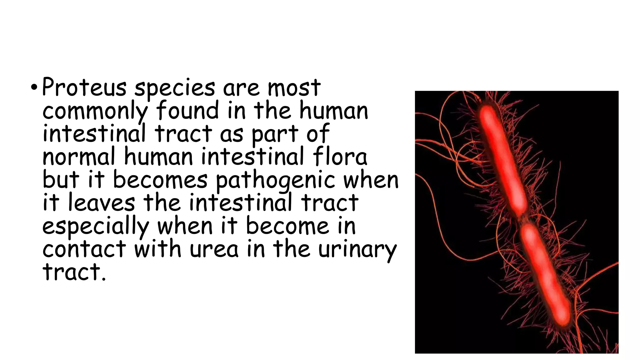 •Proteus species are most
commonly found in the human
intestinal tract as part of
normal human intestinal flora
but it becomes pathogenic when
it leaves the intestinal tract
especially when it become in
contact with urea in the urinary
tract.
 