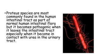 •Proteus species are most
commonly found in the human
intestinal tract as part of
normal human intestinal flora
but it becomes pathogenic when
it leaves the intestinal tract
especially when it become in
contact with urea in the urinary
tract.
 