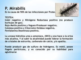 P. Mirabilis
Es la causa de 90% de las infecciones por Proteus.
TESTEA:
Indol negativo y Nitrógeno Reductasa positivo (no produce
burbujas de gas).
Rojo Metilo positivo y Vogues-Proskauer negativo.
Catalasa positiva y Citocromo Oxidasa negativa.
Fenilalanina Deaminasa positiva.
La ureasa hidroliza urea a amoníaco, (NH3) y eso hace a la orina
más alcalina. Y al subir la alcalinidad puede liderar la formación
de cristales de estruvita, carbonato de calcio, y/o apatita.
Puede producir gas de sulfuro de hidrógeno. Es mótil, posee
flagelo peritricoso, y es conocido por su habilidad para
aglutinarse
 