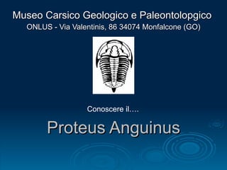 Proteus Anguinus Museo Carsico Geologico e Paleontolopgico  ONLUS - Via Valentinis, 86 34074 Monfalcone (GO) Conoscere il…. 