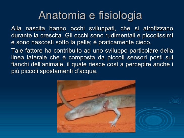 Operazione su eliminazione una briglia a un pene
