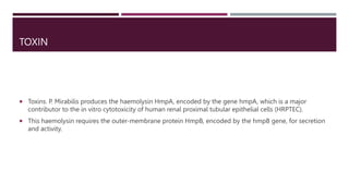 TOXIN
 Toxins. P. Mirabilis produces the haemolysin HmpA, encoded by the gene hmpA, which is a major
contributor to the in vitro cytotoxicity of human renal proximal tubular epithelial cells (HRPTEC).
 This haemolysin requires the outer-membrane protein HmpB, encoded by the hmpB gene, for secretion
and activity.
 