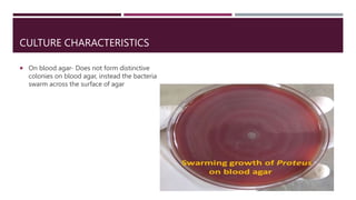 CULTURE CHARACTERISTICS
 On blood agar- Does not form distinctive
colonies on blood agar, instead the bacteria
swarm across the surface of agar
 