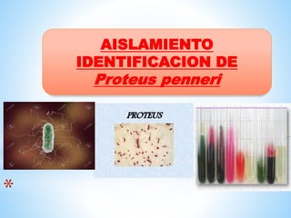 *
AISLAMIENTO
IDENTIFICACION DE
Proteus penneri
 