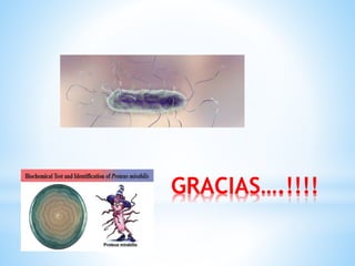 GRACIAS….!!!!
 