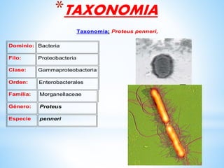 *TAXONOMIA
Taxonomía; Proteus penneri,
Dominio: Bacteria
Filo: Proteobacteria
Clase: Gammaproteobacteria
Orden: Enterobacterales
Familia: Morganellaceae
Género: Proteus
Especie penneri
 