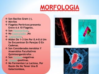 MORFOLOGIA
 Son Bacilos Gram (-),
 Móviles
 Flagelos Peritricos:presenta
Entre 6 A 10 Flagelos.
 Son Pleomórficos,
 No Esporulados ,No
 Capsulados,
 Miden De 1-3 Um Por 0.4-0.6 Um
Se Encuentran En Parejas O En
Cadenas.
 Son Considerados Aerobios Y
Anaerobios Facultativos
Quimioorganótrofos .
 Son Oxidasa-negativas
 Ureasa-positivas.
 No Fermentan La Lactosa, Por
Razón De No Tener Una Β
Galactosidasa,
 