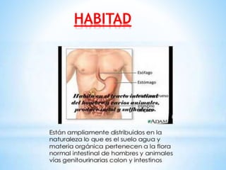 HABITAD
 
