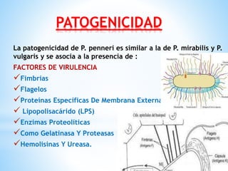 PATOGENICIDAD
La patogenicidad de P. penneri es similar a la de P. mirabilis y P.
vulgaris y se asocia a la presencia de :
FACTORES DE VIRULENCIA
Fimbrias
Flagelos
Proteínas Específicas De Membrana Externa
 Lipopolisacárido (LPS)
Enzimas Proteolíticas
Como Gelatinasa Y Proteasas
Hemolisinas Y Ureasa.
 