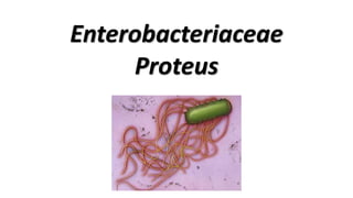 Enterobacteriaceae
Proteus
 