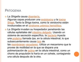 PATOGENIA 
 La Shigella causa disentería, 
Algunas cepas producen una endotoxina y la toxina 
Shiga, Tanto la Shiga toxina, como la verotoxina están 
involucradas en el síndrome urémico hemolítico. 
 La Shigella invaden su hospedador penetrando las 
células epiteliales del intestino delgado. Usando un 
sistema de secreción específico, la bacteria inyecta 
una proteína llamada Ipa, en la célula intestinal, lo que 
subsecuentemente causa lisis de 
las membranas vacuolares. Utiliza un mecanismo que le 
provee de motilidad en la que se dispara una 
polimerización de actina en la célula intestinal, como un 
chorro de propulsión lo haría en un cohete, contagiando 
una célula después de la otra. 
 