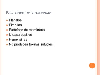 FACTORES DE VIRULENCIA 
 Flagelos 
 Fimbrias 
 Proteínas de membrana 
 Ureasa positivo 
 Hemolisinas 
 No producen toxinas solubles 
 