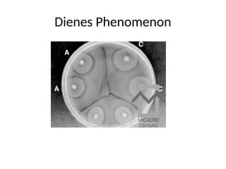 Comprehensive Overview of Proteus Species: Morphology, Biochemistry ...