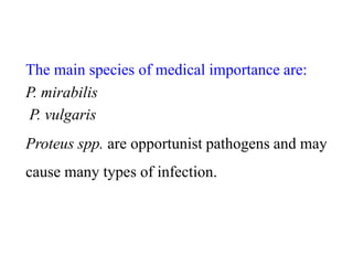 The main species of medical importance are:
P. mirabilis
P. vulgaris

Proteus spp. are opportunist pathogens and may
cause many types of infection.

 