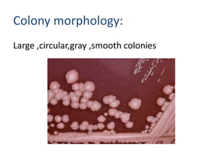 Colony morphology:
Large ,circular,gray ,smooth colonies

 