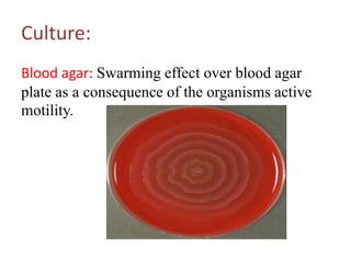Culture:
Blood agar: Swarming effect over blood agar
plate as a consequence of the organisms active
motility.

 
