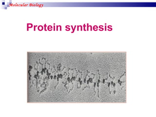 Protein synthesis Molecular Biology 
