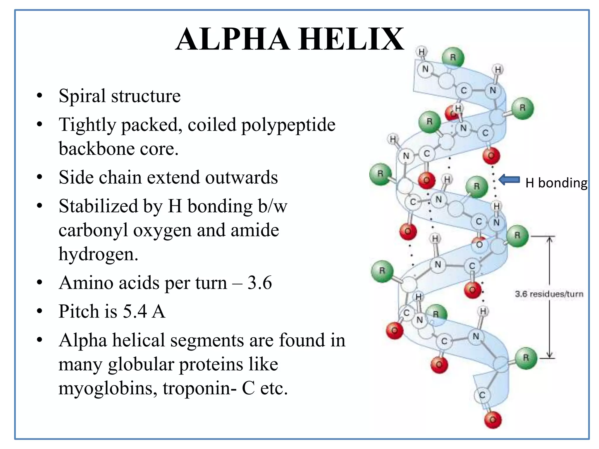 • Spiral structure
• Tightly packed, coiled polypeptide
backbone core.
• Side chain extend outwards
• Stabilized by H bonding b/w
carbonyl oxygen and amide
hydrogen.
• Amino acids per turn – 3.6
• Pitch is 5.4 A
• Alpha helical segments are found in
many globular proteins like
myoglobins, troponin- C etc.
ALPHA HELIX
H bonding
 