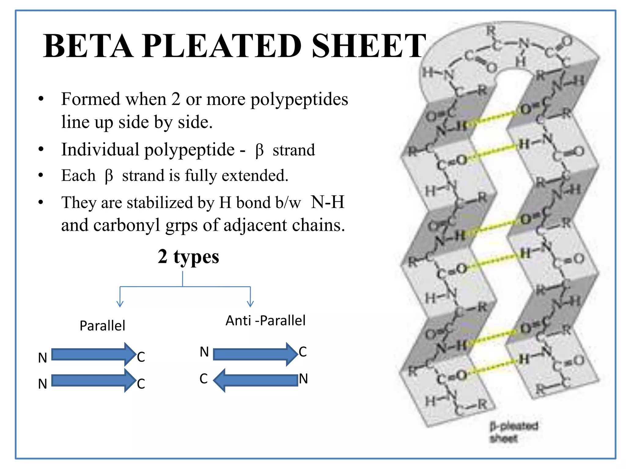 • Formed when 2 or more polypeptides
line up side by side.
• Individual polypeptide - β strand
• Each β strand is fully extended.
• They are stabilized by H bond b/w N-H
and carbonyl grps of adjacent chains.
BETA PLEATED SHEET
2 types
Parallel Anti -Parallel
N C N
N NC
C
C
 