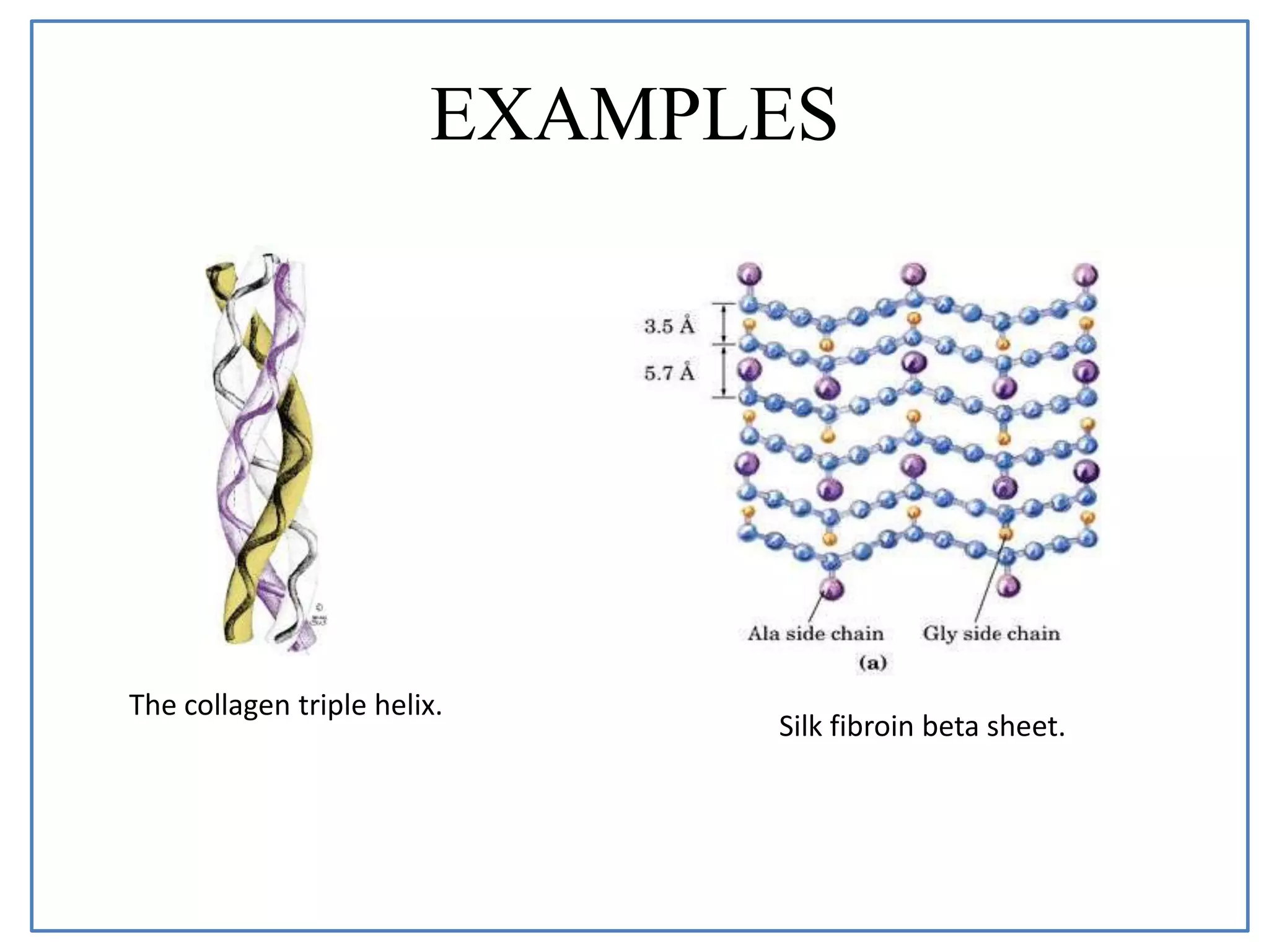 EXAMPLES
The collagen triple helix.
Silk fibroin beta sheet.
 