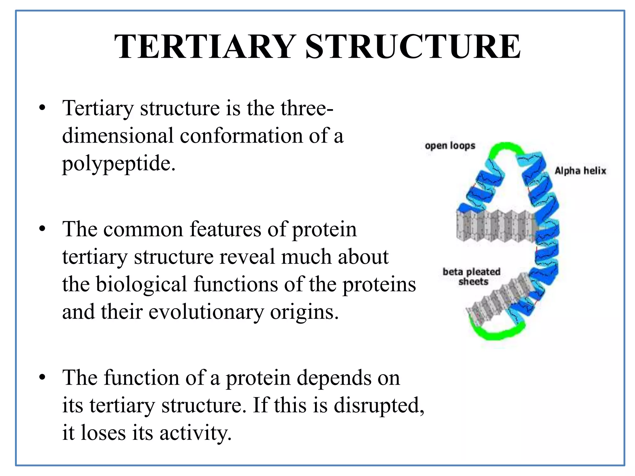 TERTIARY STRUCTURE
• Tertiary structure is the three-
dimensional conformation of a
polypeptide.
• The common features of protein
tertiary structure reveal much about
the biological functions of the proteins
and their evolutionary origins.
• The function of a protein depends on
its tertiary structure. If this is disrupted,
it loses its activity.
 