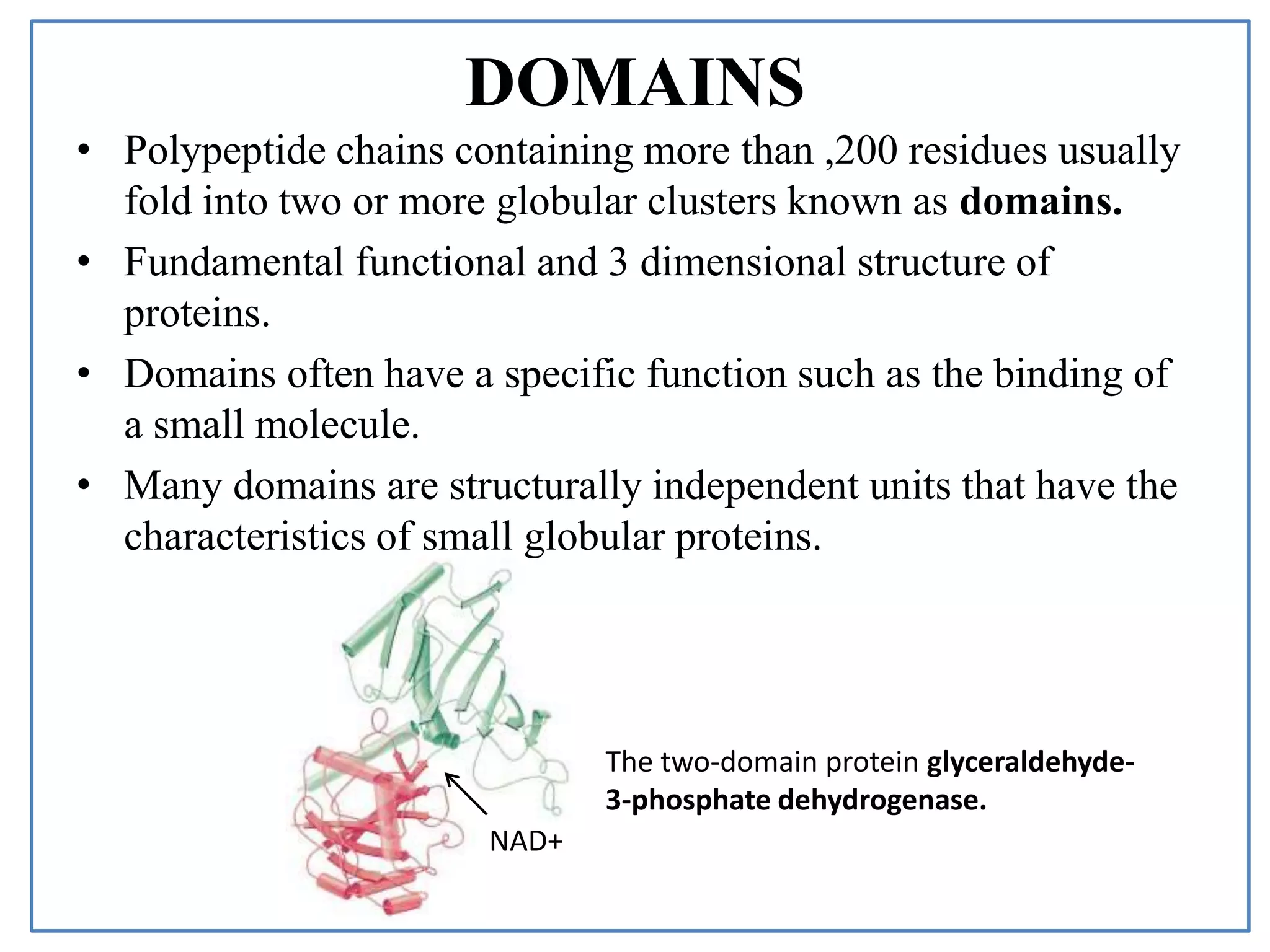 DOMAINS
• Polypeptide chains containing more than ,200 residues usually
fold into two or more globular clusters known as domains.
• Fundamental functional and 3 dimensional structure of
proteins.
• Domains often have a specific function such as the binding of
a small molecule.
• Many domains are structurally independent units that have the
characteristics of small globular proteins.
The two-domain protein glyceraldehyde-
3-phosphate dehydrogenase.
NAD+
 