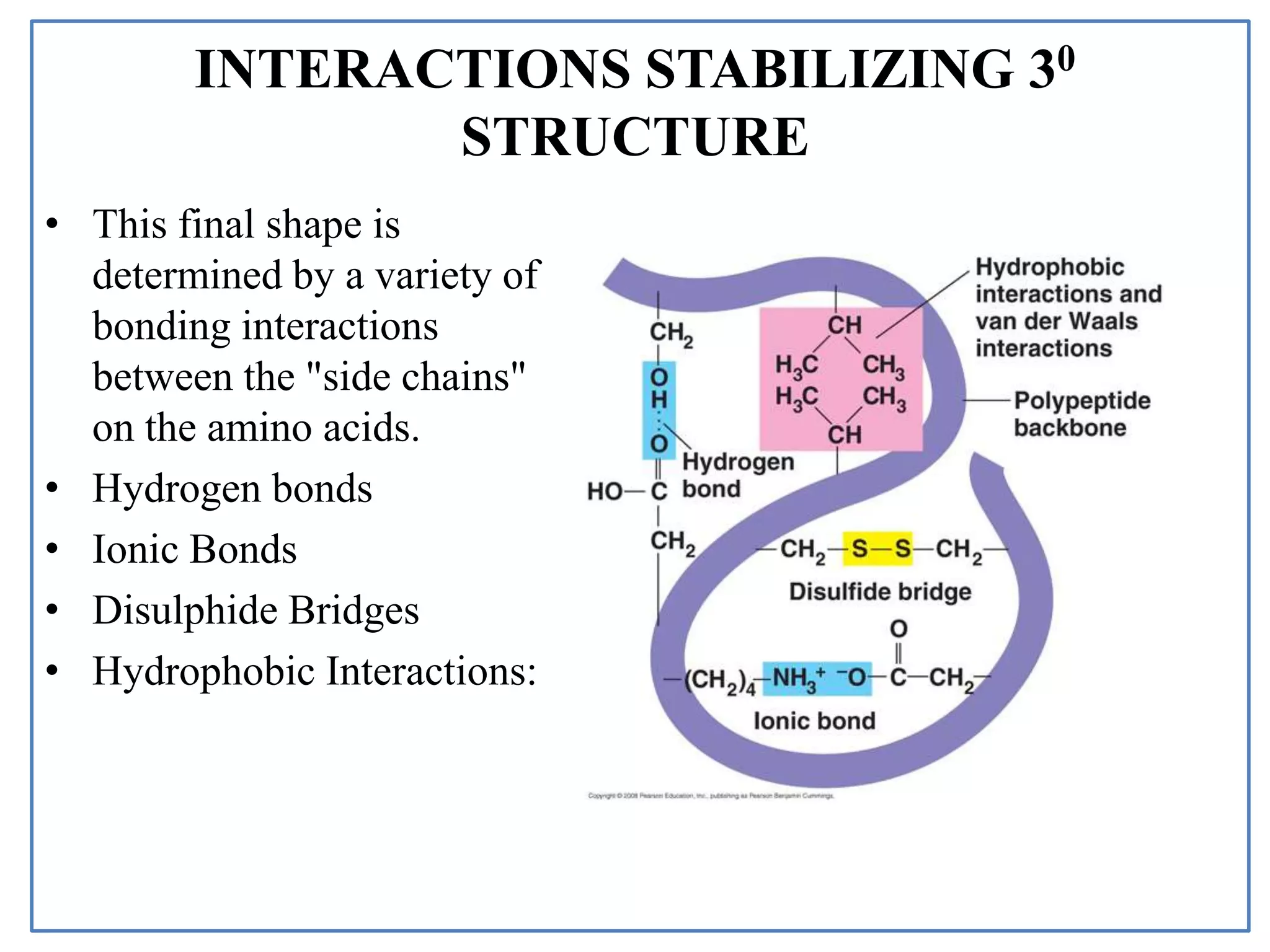 INTERACTIONS STABILIZING 30
STRUCTURE
• This final shape is
determined by a variety of
bonding interactions
between the "side chains"
on the amino acids.
• Hydrogen bonds
• Ionic Bonds
• Disulphide Bridges
• Hydrophobic Interactions:
 