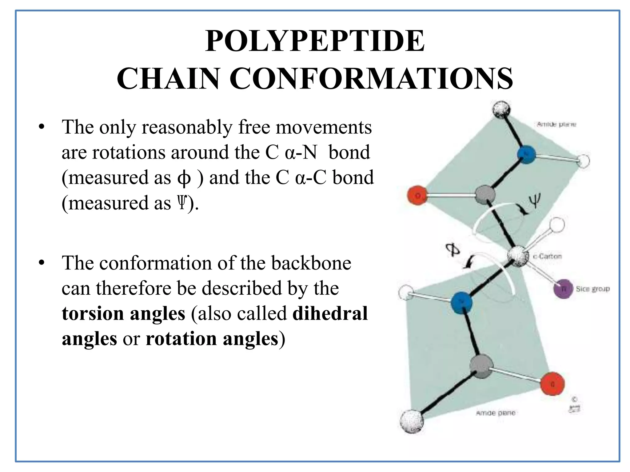 POLYPEPTIDE
CHAIN CONFORMATIONS
• The only reasonably free movements
are rotations around the C α-N bond
(measured as ϕ ) and the C α-C bond
(measured as Ѱ).
• The conformation of the backbone
can therefore be described by the
torsion angles (also called dihedral
angles or rotation angles)
 