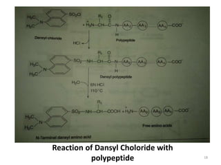 18
Reaction of Dansyl Choloride with
polypeptide
 