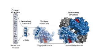 Introduction to Proteins and Amino acids | PPTX