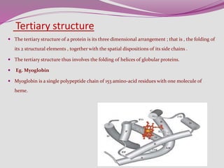 Tertiary structure
 The tertiary structure of a protein is its three dimensional arrangement ; that is , the folding of
its 2 structural elements , together with the spatial dispositions of its side chains .
 The tertiary structure thus involves the folding of helices of globular proteins.
 Eg. Myoglobin
 Myoglobin is a single polypeptide chain of 153 amino-acid residues with one molecule of
heme.
 