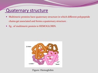 Quaternary structure
 Multimeric proteins have quaternary structure in which different polypeptide
chains get associated and forms a quaternary structure .
 Eg . of multimeric protein is HEMOGLOBIN.
Figure: Hemoglobin
 