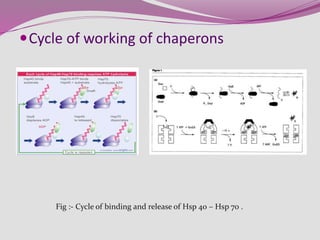 Cycle of working of chaperons
Fig :- Cycle of binding and release of Hsp 40 – Hsp 70 .
 
