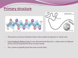 Primary structure
• The primary structure of protein refers to the number & sequence of amino acid.
• Linus Pauling & Robert Corey in 1930 demonstrated that the α- carbon atom of adjacent
amino acid are separated by three covalent bonds.
• The 4 atoms of peptide group lies trans to each other.
 