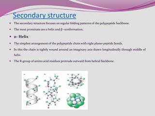 Secondary structure
 The secondary structure focuses on regular folding patterns of the polypeptide backbone.
 The most prominate are α helix and β –conformation.
 α- Helix
 The simplest arrangement of the polypeptide chain with right planer peptide bonds.
 In this the chain is tightly wound around an imaginary axis drawn longitudinally through middle of
helix.
 The R-group of amino acid residues protrude outward from helical backbone.
 