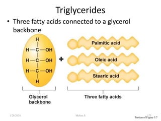 Portion of Figure 5.7
Triglycerides
• Three fatty acids connected to a glycerol
backbone
1/28/2024 175
Melese.S
 