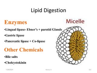 Lipid Digestion
1/28/2024 202
Enzymes
•Lingual lipase- Ebner’s + parotid Glands
•Gastric lipase
•Pancreatic lipase + Co-lipase
Other Chemicals
•Bile salts
•Cholcystokinin
Melese.S
 
