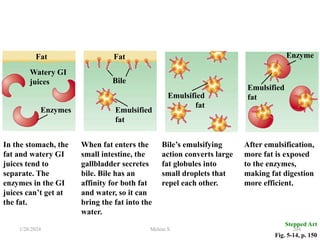 Fat
Watery GI
juices
Fat
Fig. 5-14, p. 150
In the stomach, the
fat and watery GI
juices tend to
separate. The
enzymes in the GI
juices can’t get at
the fat.
When fat enters the
small intestine, the
gallbladder secretes
bile. Bile has an
affinity for both fat
and water, so it can
bring the fat into the
water.
Bile’s emulsifying
action converts large
fat globules into
small droplets that
repel each other.
After emulsification,
more fat is exposed
to the enzymes,
making fat digestion
more efficient.
Enzyme
Emulsified
fat
Bile
Enzymes
Stepped Art
Emulsified
fat
Emulsified
fat
1/28/2024 204
Melese.S
 