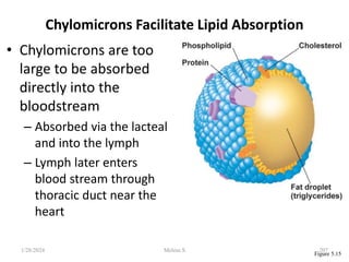 Figure 5.15
Chylomicrons Facilitate Lipid Absorption
• Chylomicrons are too
large to be absorbed
directly into the
bloodstream
– Absorbed via the lacteal
and into the lymph
– Lymph later enters
blood stream through
thoracic duct near the
heart
1/28/2024 207
Melese.S
 
