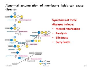 Abnormal accumulation of membrane lipids can cause
diseases
Symptoms of these
diseases include:
• Mental retardation
• Paralysis
• Blindness
• Early death
1/28/2024 210
Melese.S
 