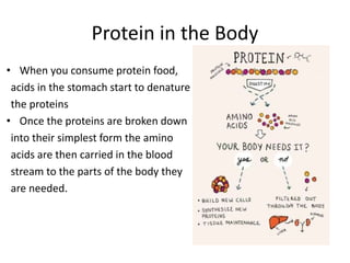 Protein in the Body
• When you consume protein food,
acids in the stomach start to denature
the proteins
• Once the proteins are broken down
into their simplest form the amino
acids are then carried in the blood
stream to the parts of the body they
are needed.
 