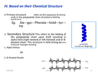 IV. Based on their Chemical Structure
A. Primary structure: refers to the sequence of amino
acids in the polypeptide chain of proteins held by
peptide bond.
Eg. Ala---gyc---Phenala---histd---tyr---
trp
B. Secondary Structure: This refers to the folding of
the polypeptide chain upon itself resulting in
alpha helix (right twisted or left twisted) and or B-
pleated sheet. This structure is held strong by intra
molecular hydrogen bonding.
1. Alpha helices
OR
2. B-Pleated Sheath
1/28/2024 29
Melese.S
 